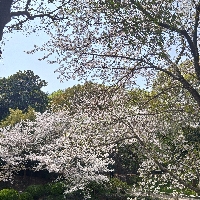 苏州市单身职员毛个人资料照片