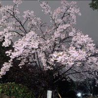 杭州市单身会计小蛙个人资料照片